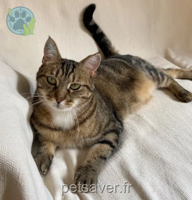 chatte lost   21190 Meursault Samara