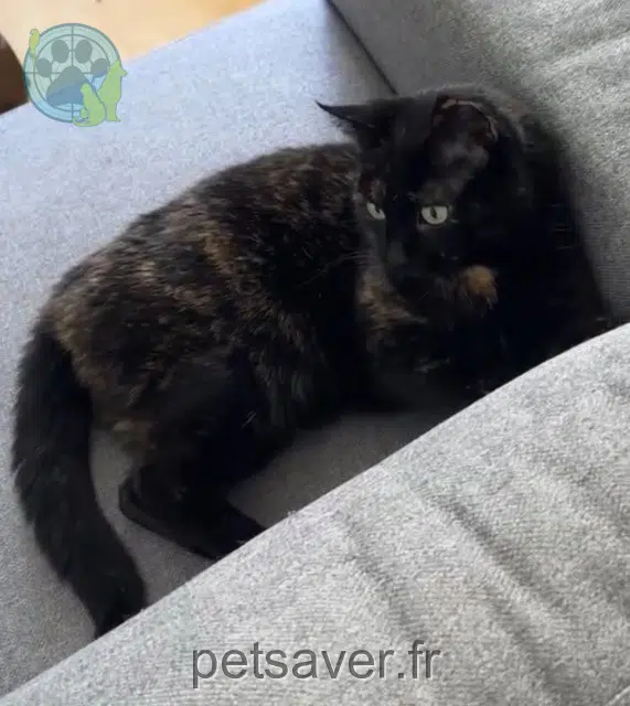 chatte lost   22400 Saint-Alban Caline