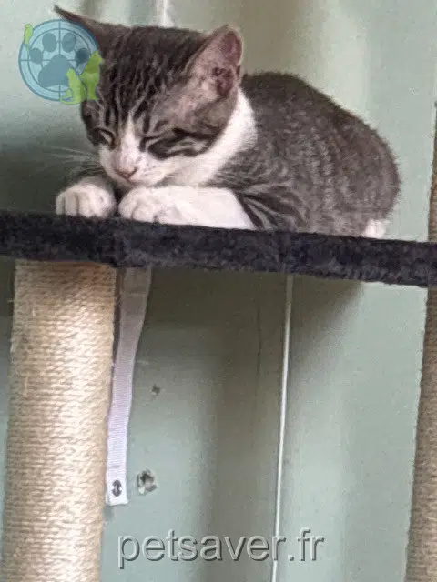 chat lost   22360 Langueux Grisou