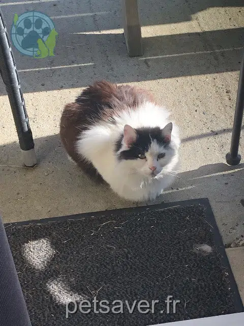 Kater lost   22300 Rospez Kookie