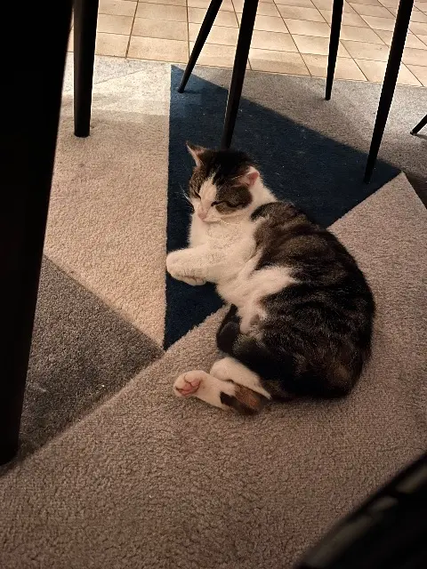 chat lost   22640 Plénée-Jugon Scratch