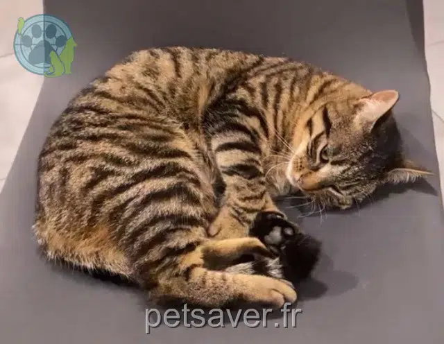 chatte lost   22800 Quintin Violette