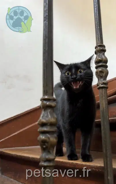 gato lost   24000 Périgueux Câline