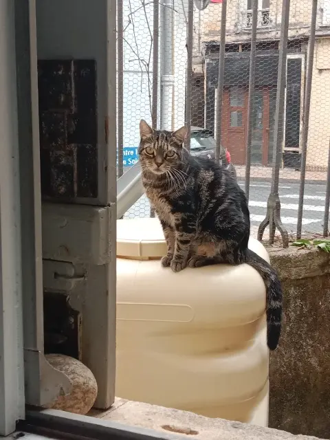 chat lost   24100 Bergerac Lonyx