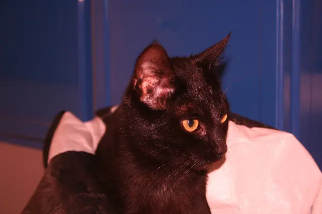 chat lost   24130 Ginestet Lulu