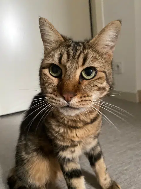 chat lost   24350 Mensignac Mimi