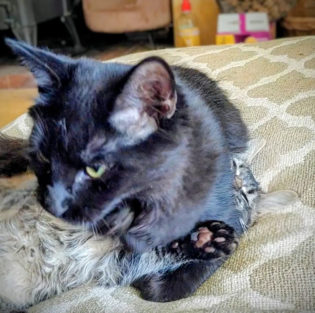 chat lost   24150 Pontours Panter