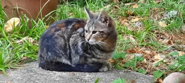 chatte lost   25290 Ornans Lili