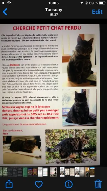 chatte lost   25190 Saint-Hippolyte Pitchi
