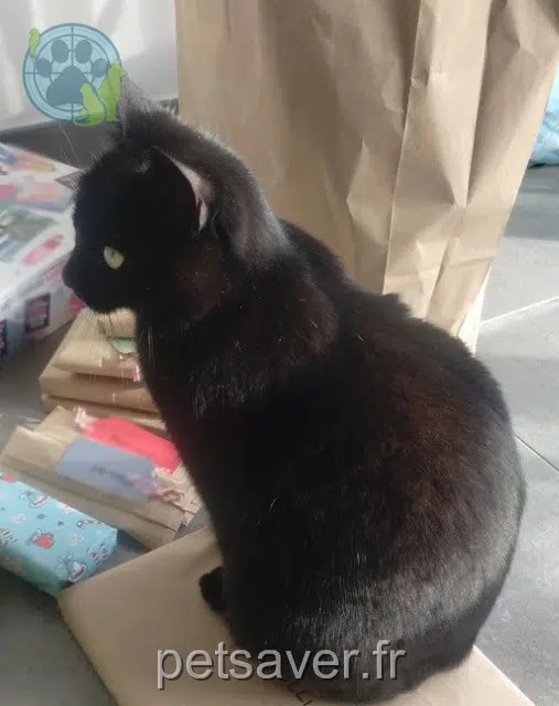 chatte lost 25170 Chaucenne Rackham