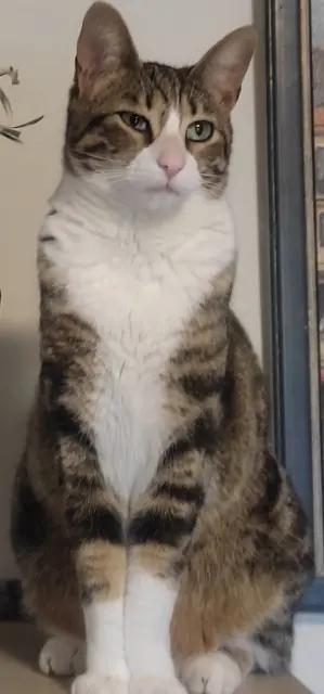 chatte lost   26790 Suze-la-Rousse Minou