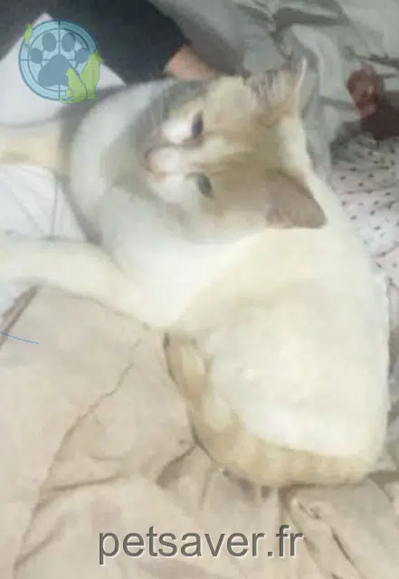 chat lost   26300 Alixan Zephyr