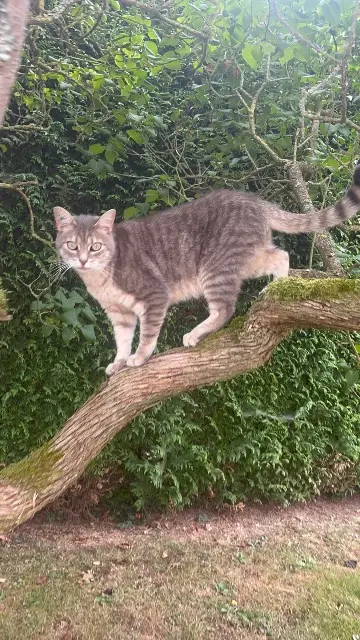 chat lost   27930 Saint-Martin-la-Campagne Cookie