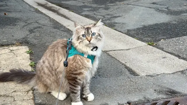 chatte lost   27200 Vernon June