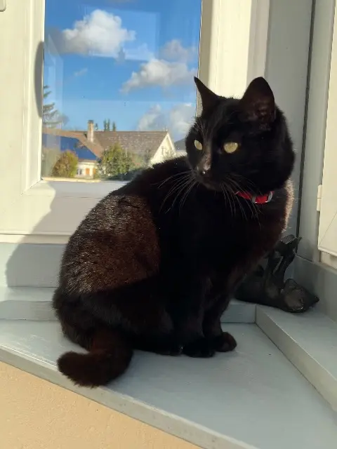 chatte lost   27750 La Couture-Boussey Kitty