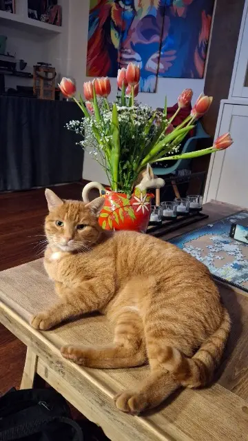 chat lost   28300 Saint-Prest Bebe