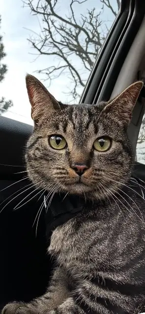 chat lost   28260 Oulins Milo