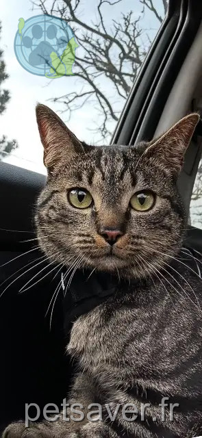 cat lost 28260 Oulins Milo cat lost 28260 Oulins Milo