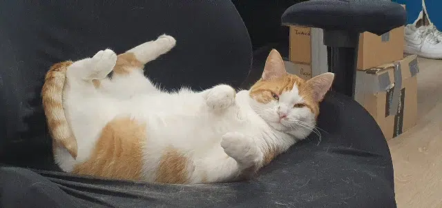 chat lost   28630 Barjouville Nounours