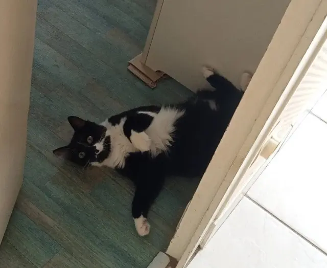 chat lost   28200 Châteaudun Noëlle