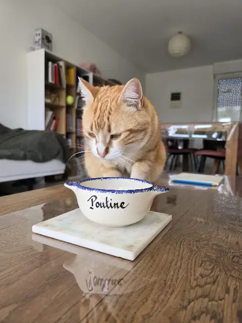 chat lost   28600 Luisant Poutine
