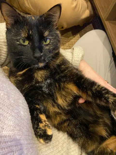 chatte lost   29470 Plougastel-Daoulas Agathe