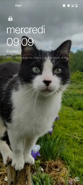 chat lost   29000 Quimper Fridu