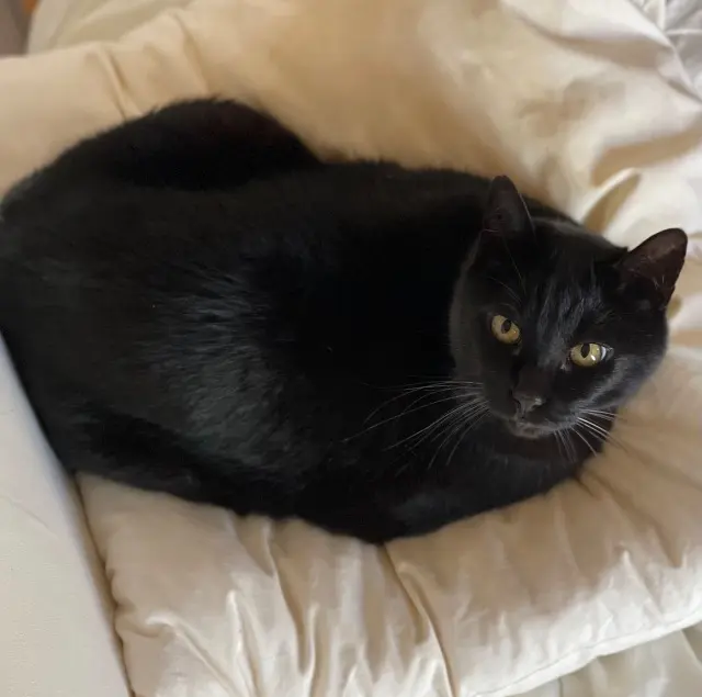 chatte lost   29550 Plonévez-Porzay Hizi