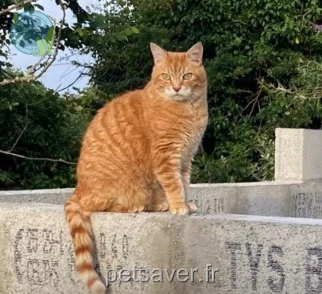 chat lost   29160 Crozon Maru