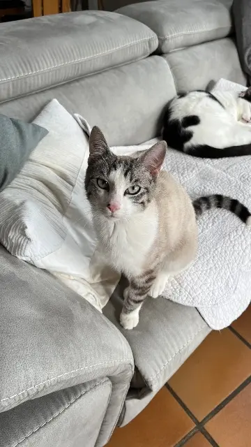 chat lost   29860 Plouvien Pie