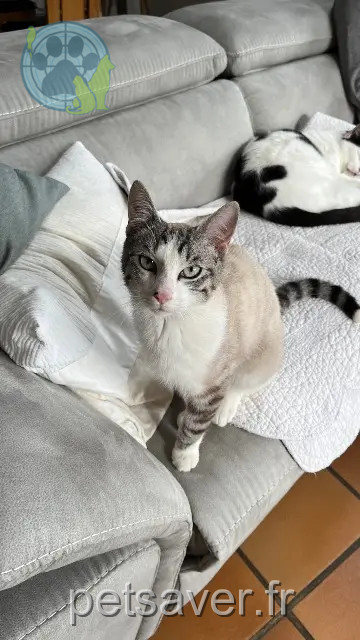 chat perdu 29860 Plouvien Pie chat lost 29860 Plouvien Pie