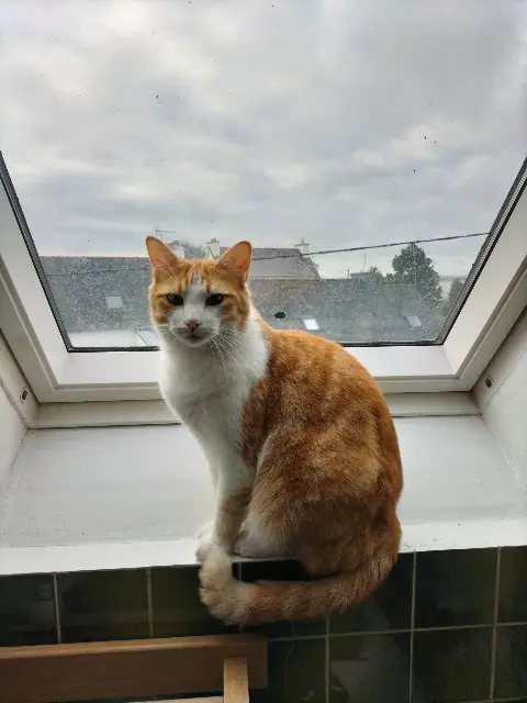 chat lost   29600 Saint-Martin-des-Champs Roucky