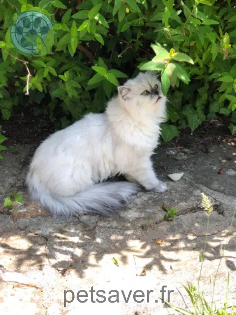 gato lost 29940 La Forêt-Fouesnant Sato