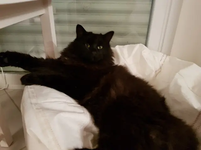 chat lost   29280 Plouzané sirius