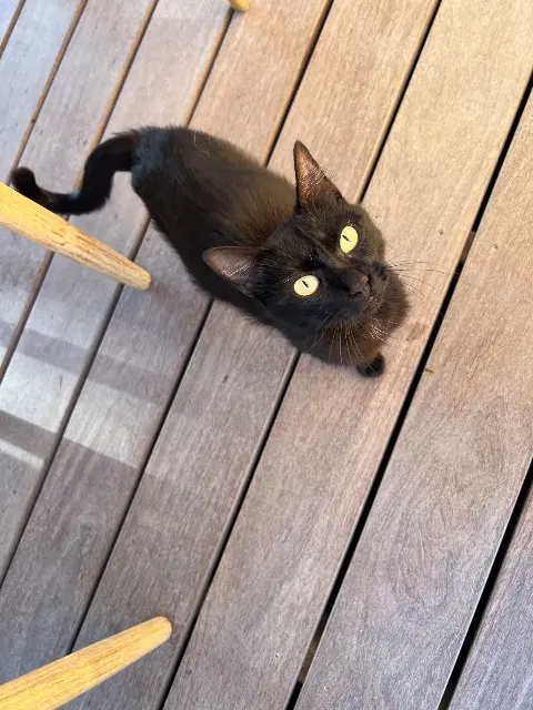 chatte lost    Ajaccio Dixie