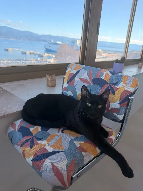 chat lost    Ajaccio Mim