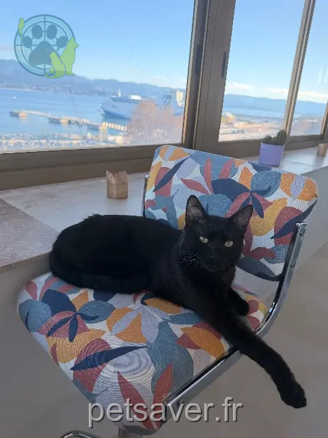 chat perdu Ajaccio Mim chat lost Ajaccio Mim