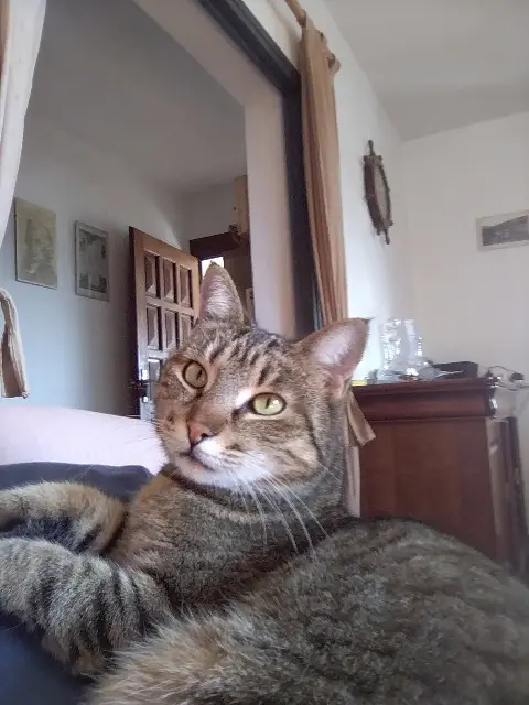 chat lost   20137 Porto-Vecchio Youyou