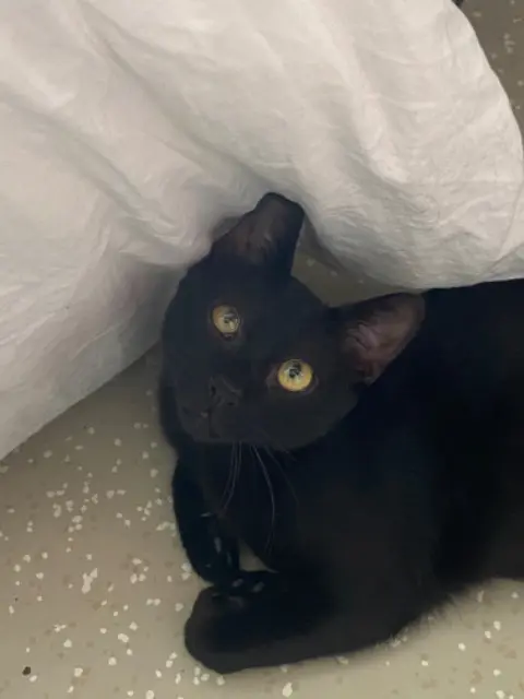chat lost   30250 Sommières Lixy