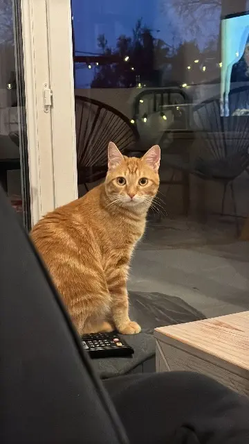 gatto perso Nîmes Rouki gatto lost Nîmes Rouki