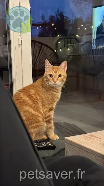chat perdu Nîmes Rouki chat lost Nîmes Rouki