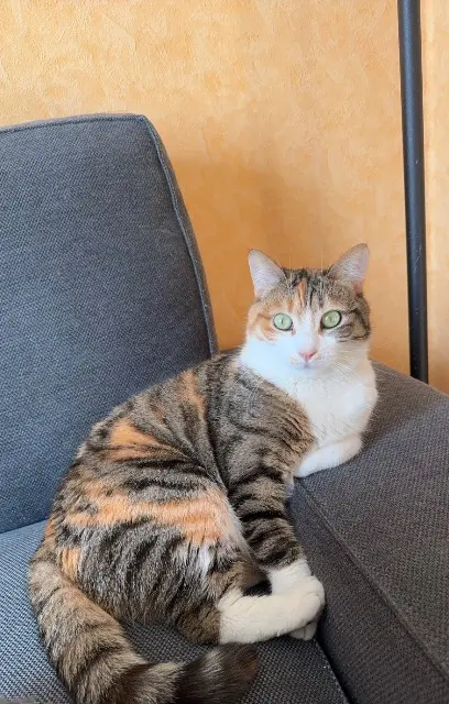 chatte lost    Thoiras-Corbès Boulette