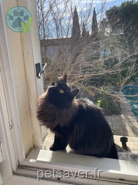 chatte lost   30300 Beaucaire Umye