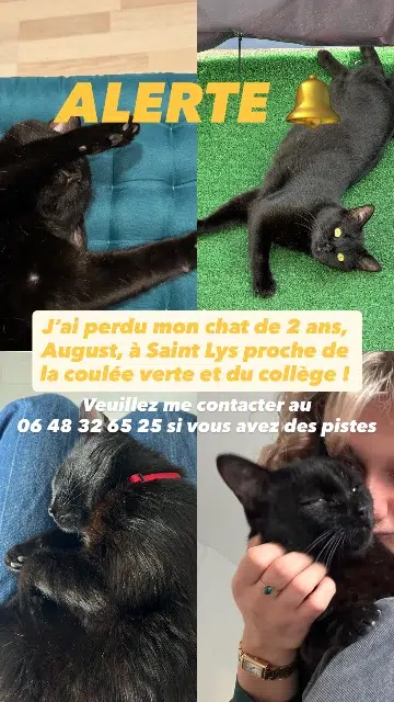 chat lost   31470 Saint-Lys August