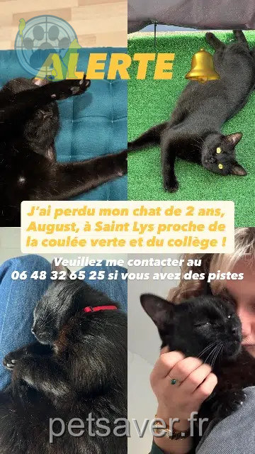 gato perdido 31470 Saint-Lys August gato lost 31470 Saint-Lys August