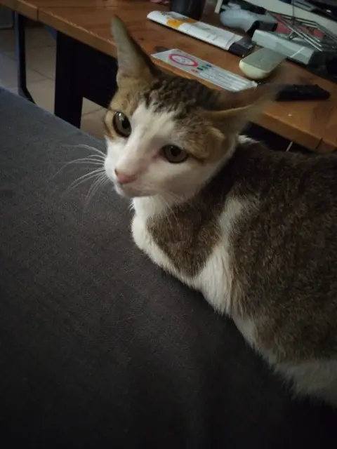 gato perdido 31700 Beauzelle Bama gato lost 31700 Beauzelle Bama