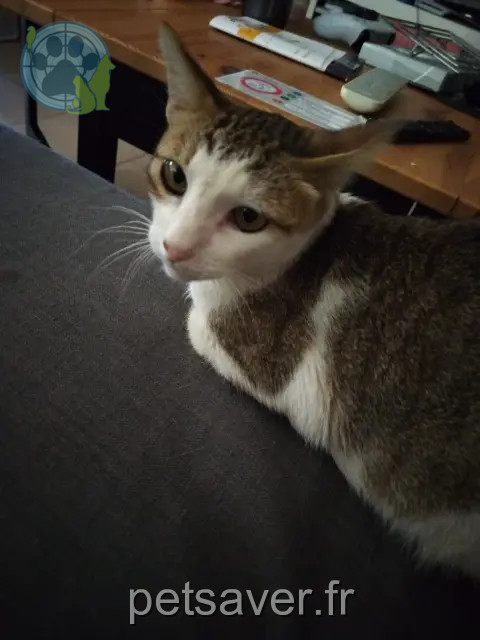 chat perdu 31700 Beauzelle Bama chat lost 31700 Beauzelle Bama