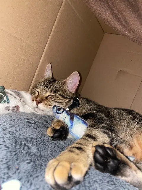 chat lost   31800 Labarthe-Rivière Gryphus