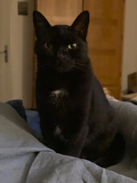 chat lost   31420 Saint-André Monkey