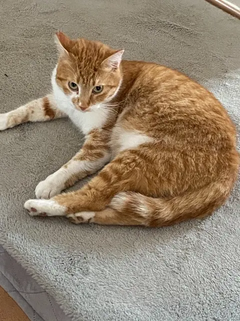 chat lost   31620 Fronton SACHA